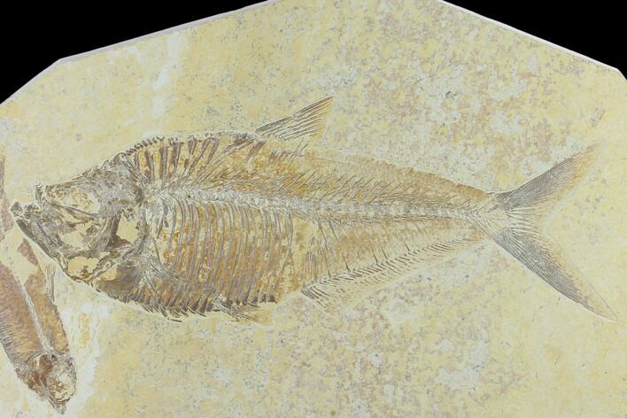 Diplomystus With Knightia Fossil Fish - Green River Formation #131218